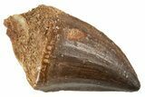 Fossil Mosasaur (Thalassotitan) Tooth - Morocco #332971-1